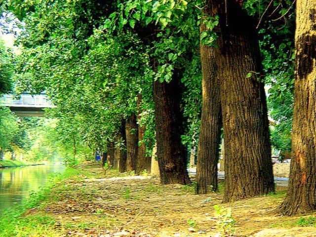 go green islamabad